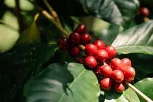 Lush green foliage with vibrant red coffee cherries growing on a branch in natural sunlight.